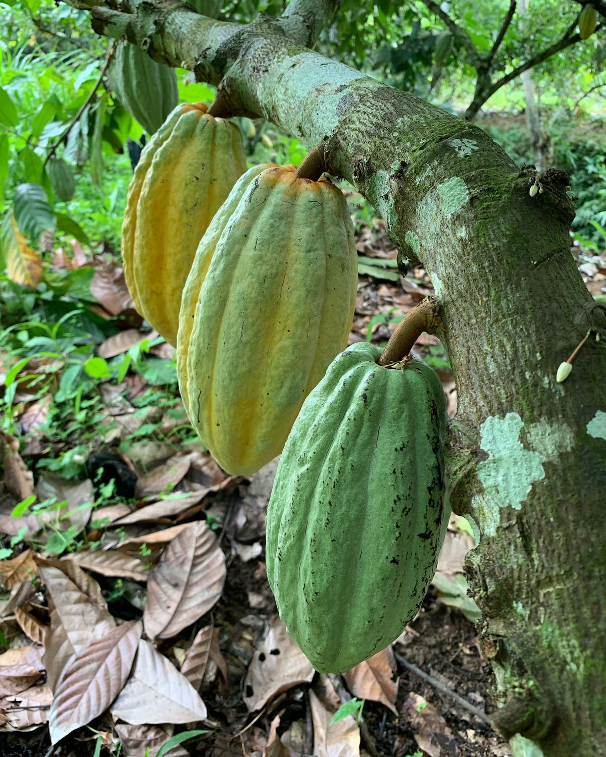 Costa Esmeraldas Ecuador Single Estate Chocolate