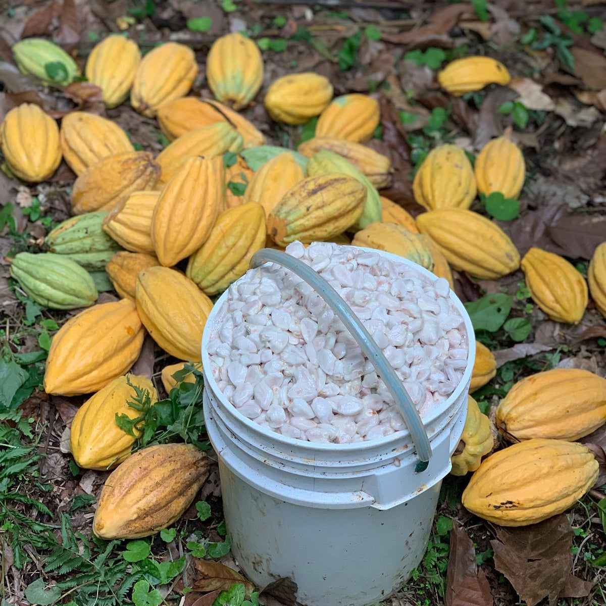 Costa Esmeraldas Ecuador Single Estate Chocolate