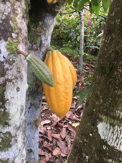 Eco Cacao Ecuador Single Origin Chocolate