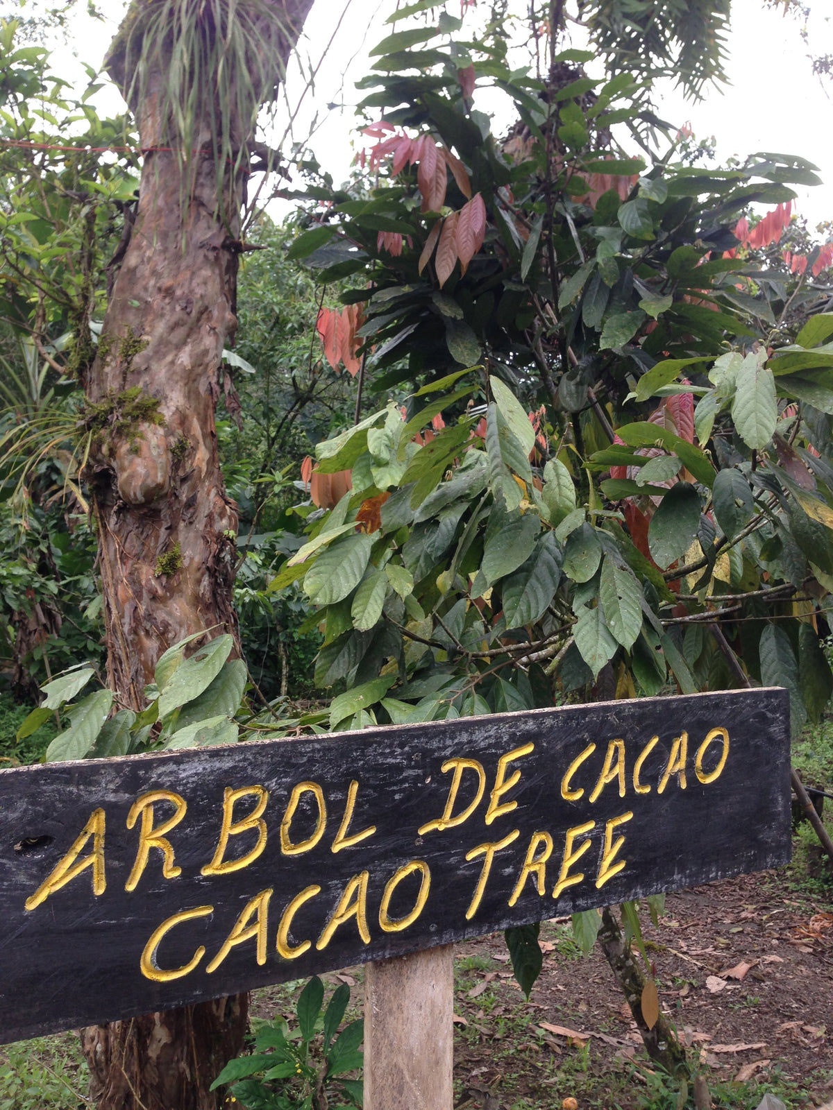 Puerto Quito (Sleeping Beauty) Ecuador Single Origin Chocolate
