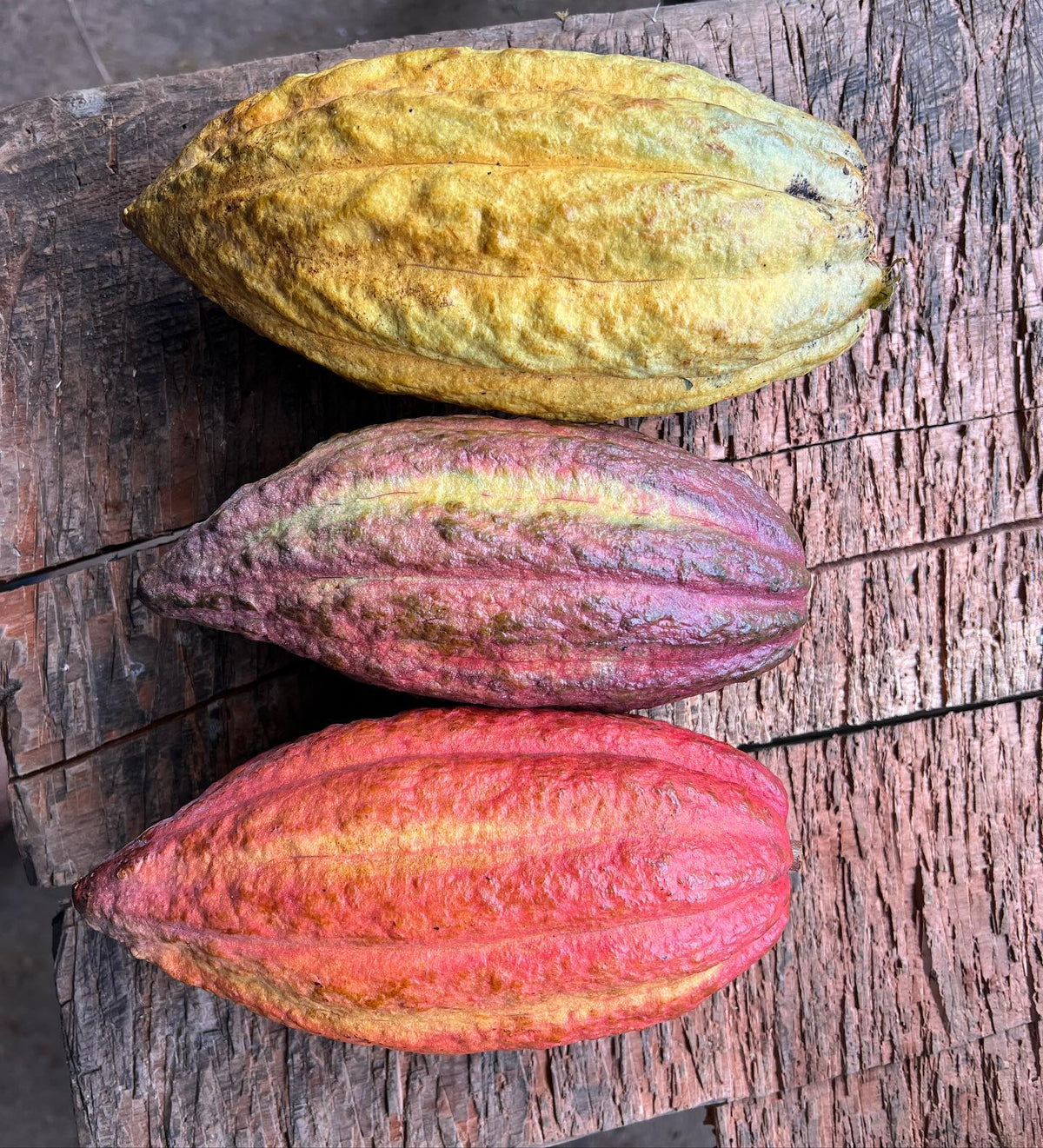 Soconusco Mexico Single Origin Chocolate