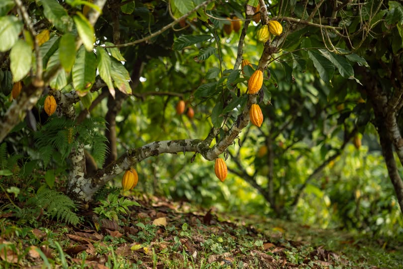 Costa Esmeraldas Ecuador Single Estate Chocolate