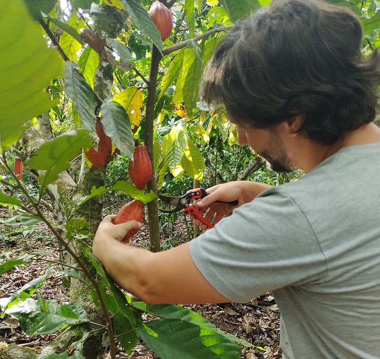 Pangoa Peru Single Origin Chocolate
